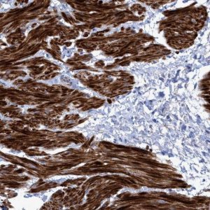Anti-GULP1 antibody produced in rabbit 
