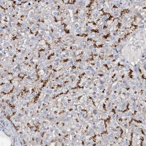 Anti-GUSB antibody produced in rabbit 