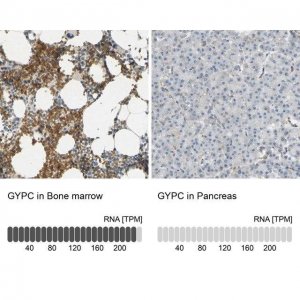 Anti-GYPC antibody produced in rabbit HPA008965-100UL