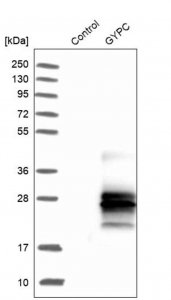 Anti-GYPC antibody produced in rabbit HPA008965-100UL
