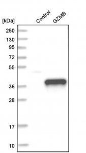 Anti-GZMB antibody produced in rabbit 