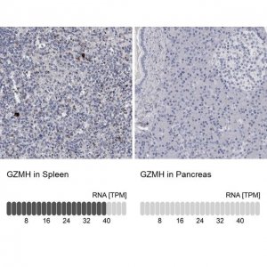 Anti-GZMH antibody produced in rabbit 