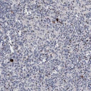 Anti-GZMH antibody produced in rabbit 