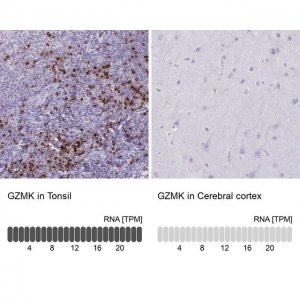 Anti-GZMK antibody produced in rabbit 