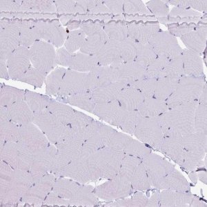 Anti-GZMK antibody produced in rabbit 