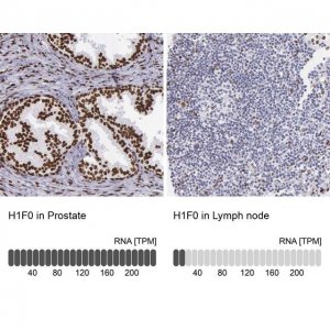 Anti-H1F0 antibody produced in rabbit HPA000843-100UL
