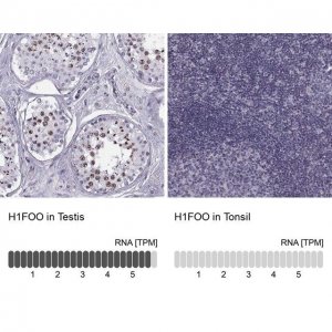 Anti-H1FOO antibody produced in rabbit HPA037992-100UL