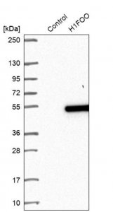 Anti-H1FOO antibody produced in rabbit HPA037992-100UL