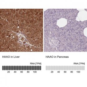 Anti-HAAO antibody produced in rabbit 