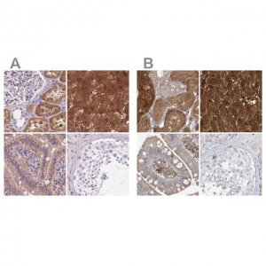 Anti-HAAO antibody produced in rabbit 