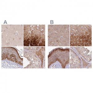 Anti-HAL antibody produced in rabbit 