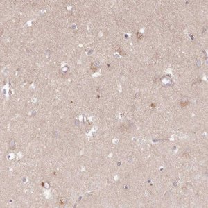 Anti-HAL antibody produced in rabbit 