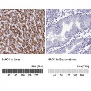 Anti-HAO1 antibody produced in rabbit 