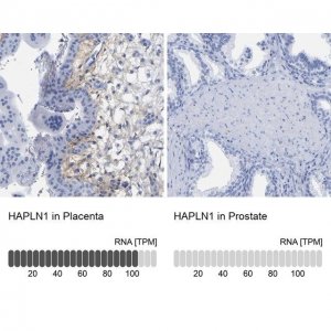 Anti-HAPLN1 antibody produced in rabbit 