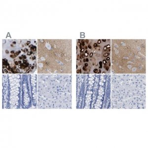 Anti-HAPLN1 antibody produced in rabbit 