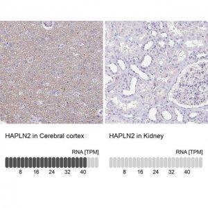Anti-HAPLN2 antibody produced in rabbit HPA045765-100UL
