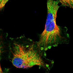 Anti-HARBI1 antibody produced in rabbit 