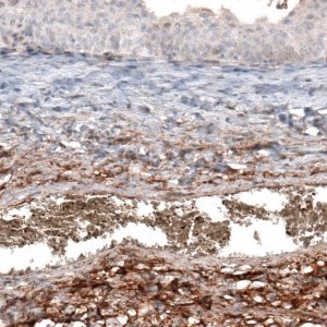 Anti-HAS3 antibody produced in rabbit 