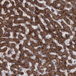 Anti-HAUS1 antibody produced in rabbit 