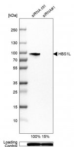 Anti-HBS1L antibody produced in rabbit 