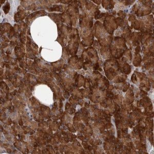 Anti-HBS1L antibody produced in rabbit 