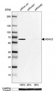 Anti-HDAC2 antibody produced in rabbit 