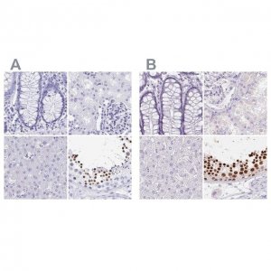 Anti-HDGFL1 antibody produced in rabbit 