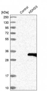 Anti-HDHD3 antibody produced in rabbit 