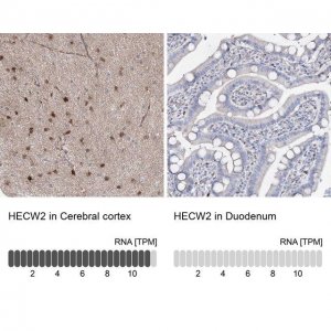 Anti-HECW2 antibody produced in rabbit 