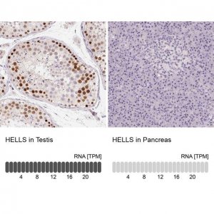 Anti-HELLS antibody produced in rabbit 