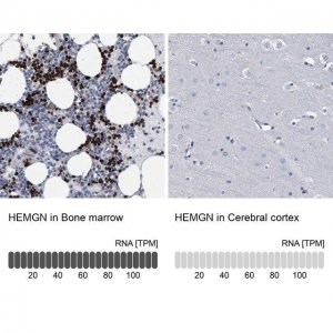 Anti-HEMGN antibody produced in rabbit 