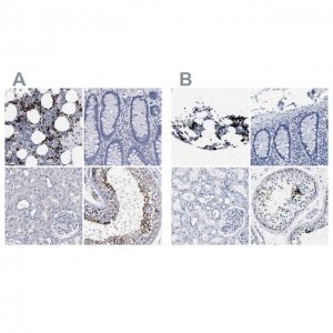 Anti-HEMGN antibody produced in rabbit 