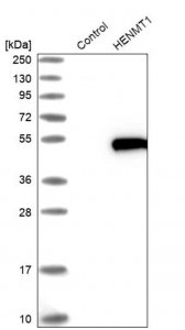 Anti-HENMT1 antibody produced in rabbit 