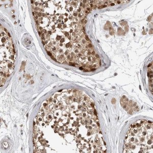Anti-HENMT1 antibody produced in rabbit 
