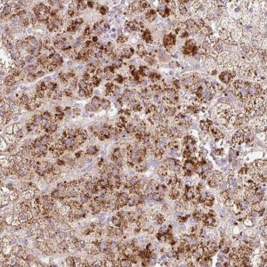Anti-HEXA antibody produced in rabbit 