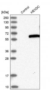 Anti-HEXDC antibody produced in rabbit 