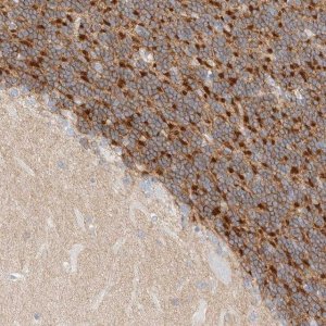 Anti-HEXDC antibody produced in rabbit 