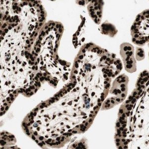 Anti-HEXIM1 antibody produced in rabbit 
