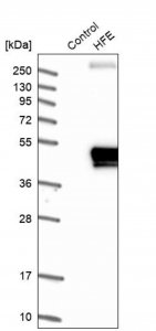 Anti-HFE antibody produced in rabbit 