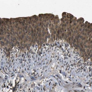 Anti-HFE antibody produced in rabbit 