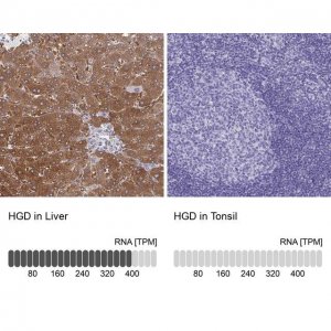 Anti-HGD antibody produced in rabbit HPA052359-100UL