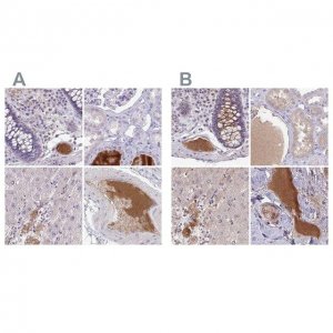 Anti-HGFAC antibody produced in rabbit 