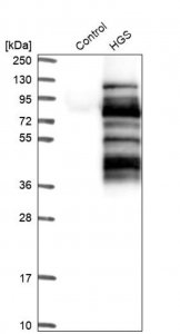 Anti-HGS antibody produced in rabbit 