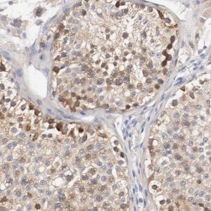 Anti-HGS antibody produced in rabbit 
