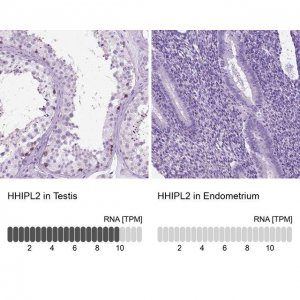 Anti-HHIPL2 antibody produced in rabbit 