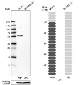Anti-HID1 antibody produced in rabbit 
