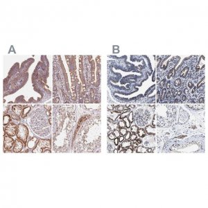 Anti-HINT2 antibody produced in rabbit 