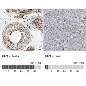Anti-HIP1 antibody produced in rabbit 