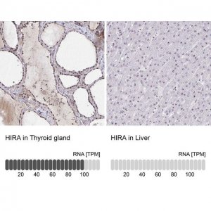 Anti-HIRA antibody produced in rabbit 