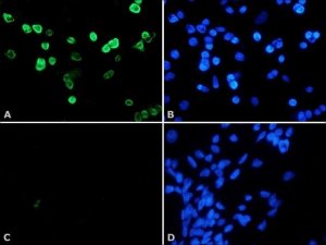 Anti-Histone Deacetylase 4 (HDAC4) (DM-15) antibody produced in rabbit H9536-200UL